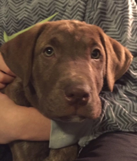 Koda