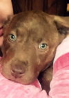 Koda