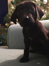 Runt