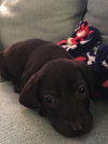 Runt