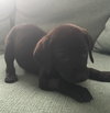 Runt