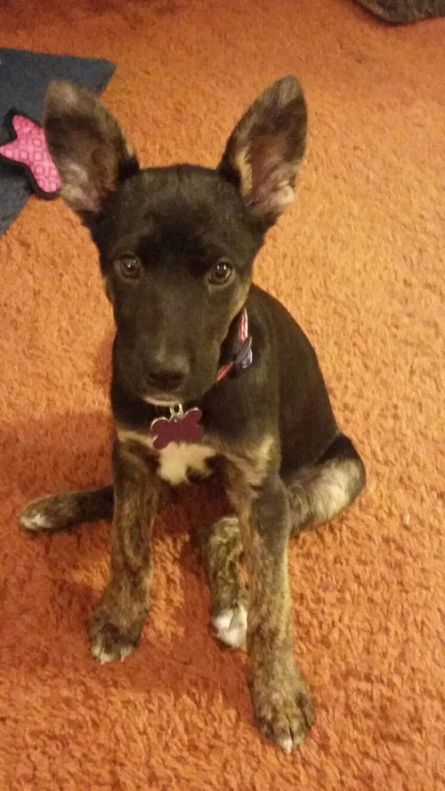 Cheyenne