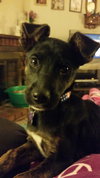 Cheyenne