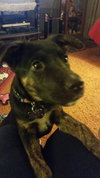 Cheyenne