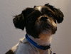 Sully