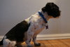 Sully