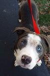 Dexter