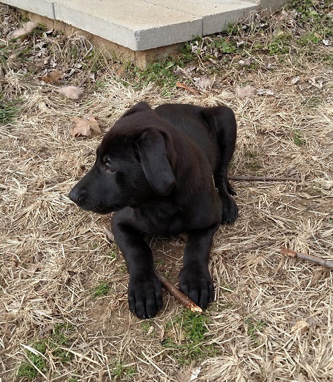 Dasher