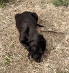 Dasher