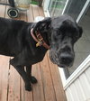 Dane