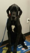 Dane