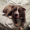 Swayzee