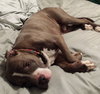 Swayzee