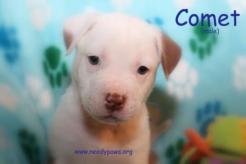 Comet