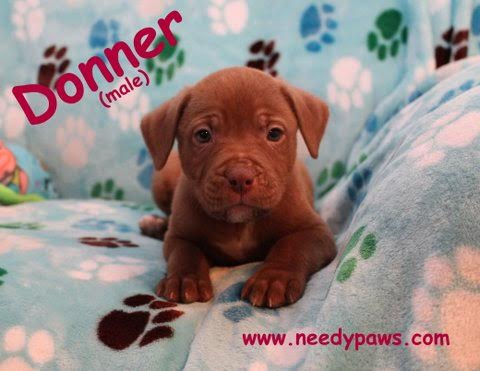 Donner