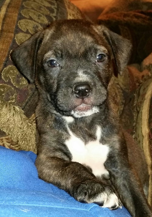Blitzen