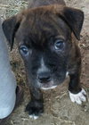 Blitzen