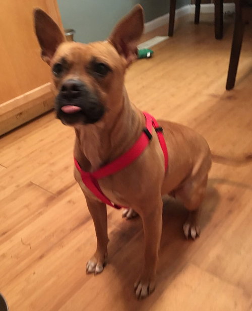 Frenchie