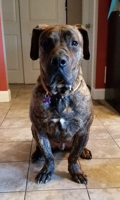 Kemo