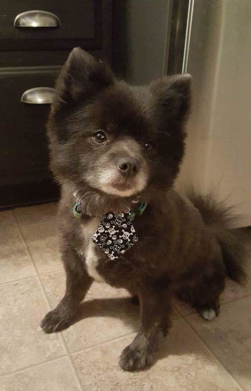 Bear