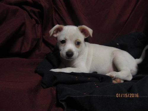 Chachi