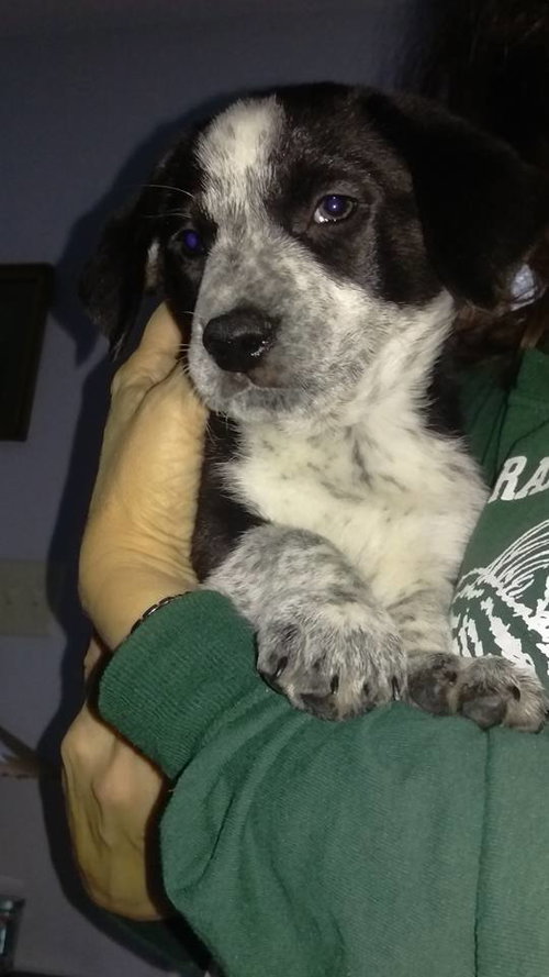 Roscoe