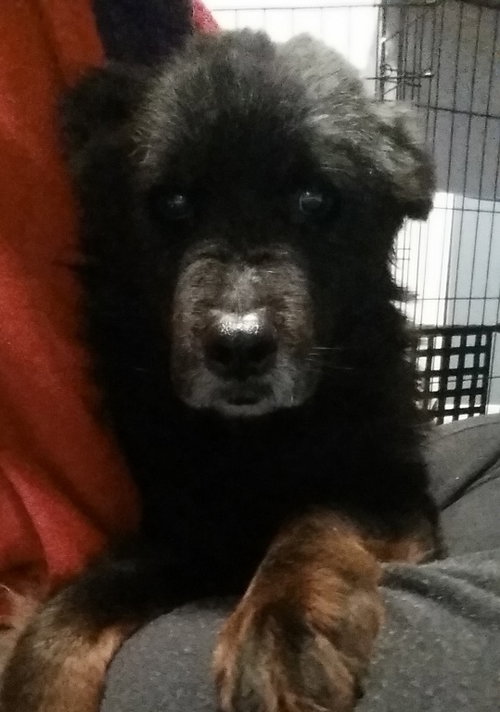 Baloo