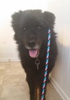 Baloo