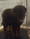 Baloo