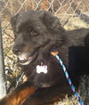 Baloo