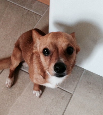 Toby Boy
