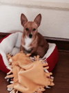 Toby Boy