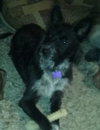 Roxy