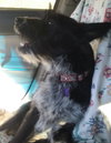 Roxy