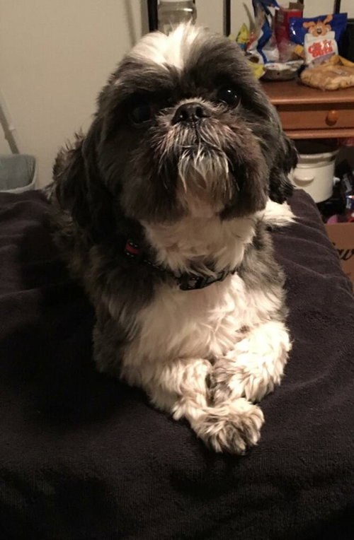 Rufus