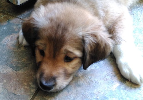 Odin