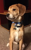 Toby