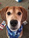 Toby