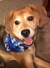 Toby