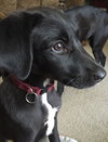 Cora