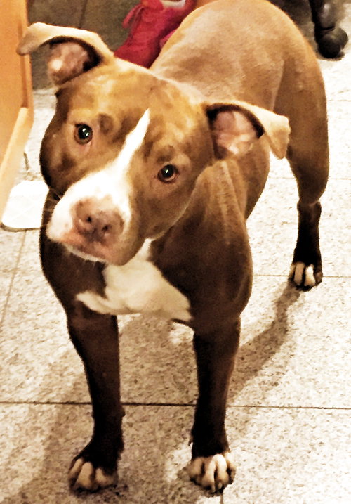 Tara