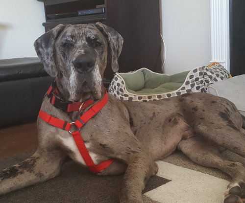 Rocky the Giant