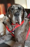 Rocky the Giant