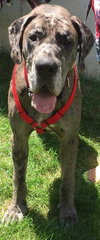 Rocky the Giant