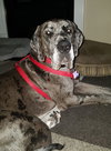 Rocky the Giant