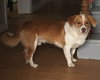 Barney