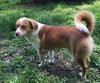 Barney