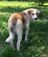 Skipper