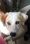 Skipper