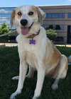 Skipper